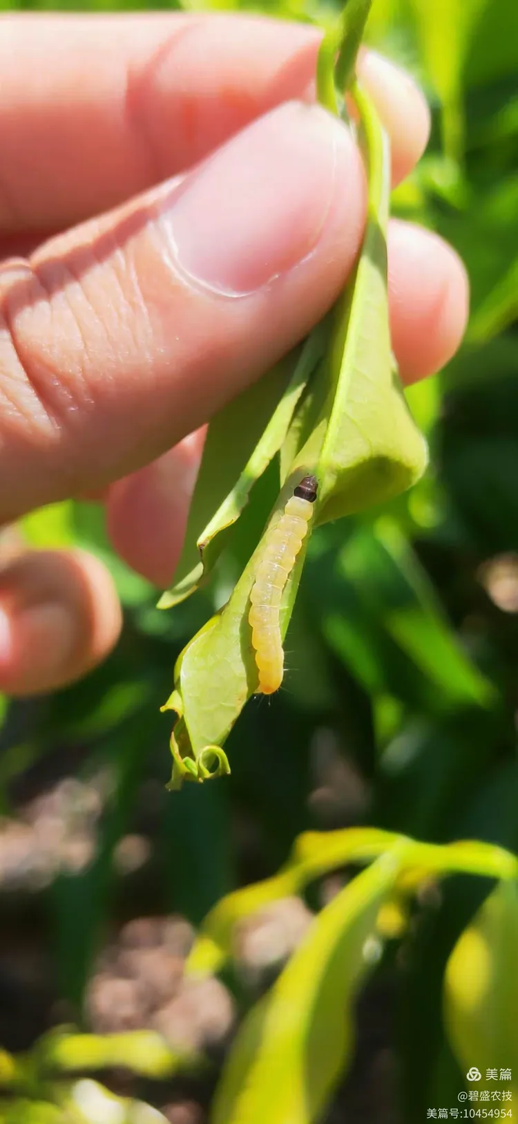 荔枝稍期卷叶虫,就用金哈哈